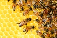 Obrazek dla: Kwalifikacyjny kurs zawodowy w zawodzie pszczelarz